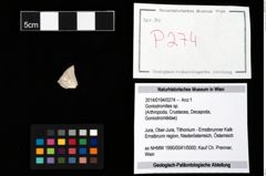 Foto (Objekt + Etikett) von Goniodromites sp.  (NHMW-GEO-2014-0194-0274)